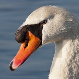 Swans